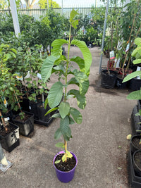 Guava ‘Hawaiian Pink’ (Large) - Ladybird Nursery