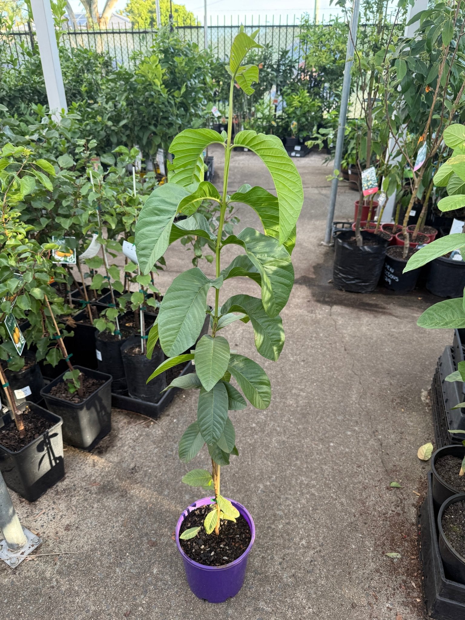 Guava ‘Hawaiian Pink’ (Large) - Ladybird Nursery