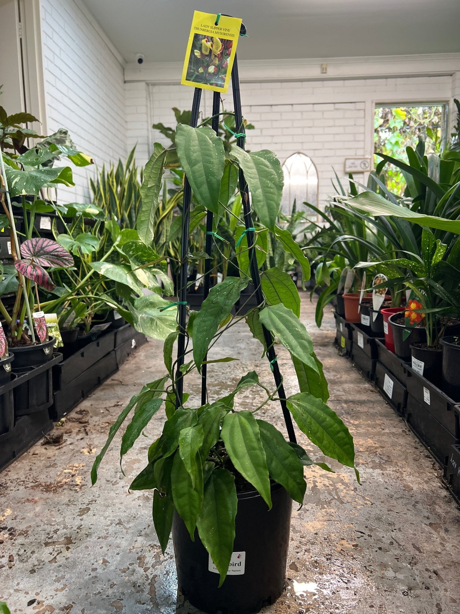 Lady Slipper Vine (Thunbergia mysorensis) - Ladybird Nursery