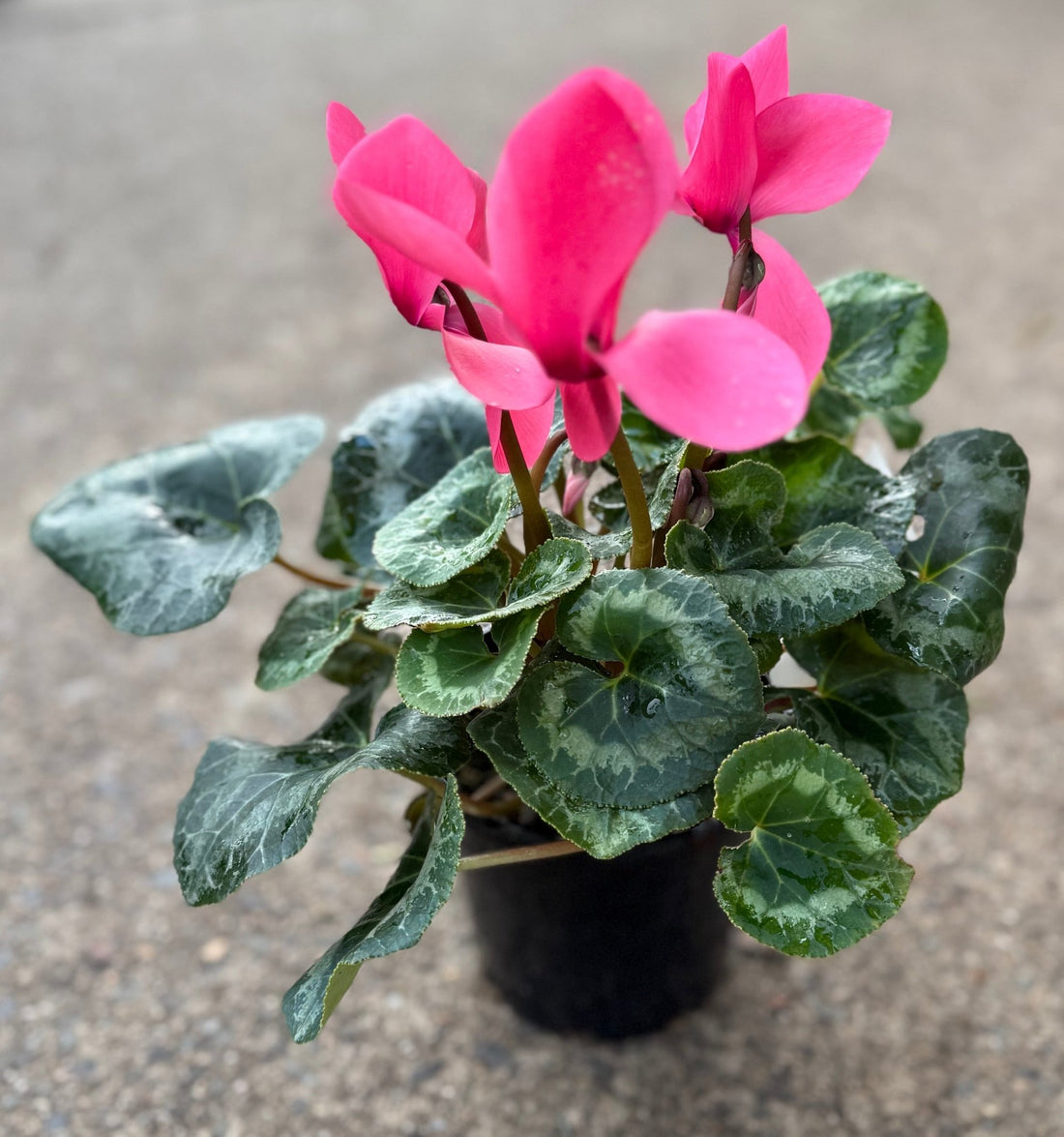Cyclamen Leopardo Large 'Pink' - Ladybird Nursery