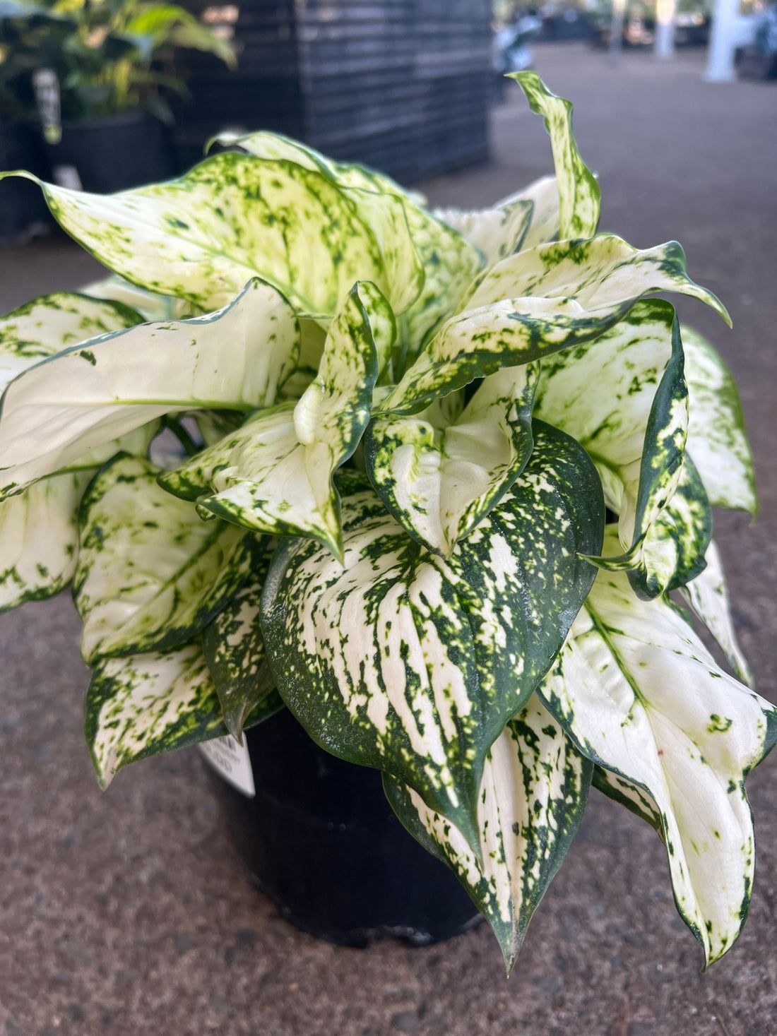 Aglaonema 'White Valentine' - Ladybird Nursery