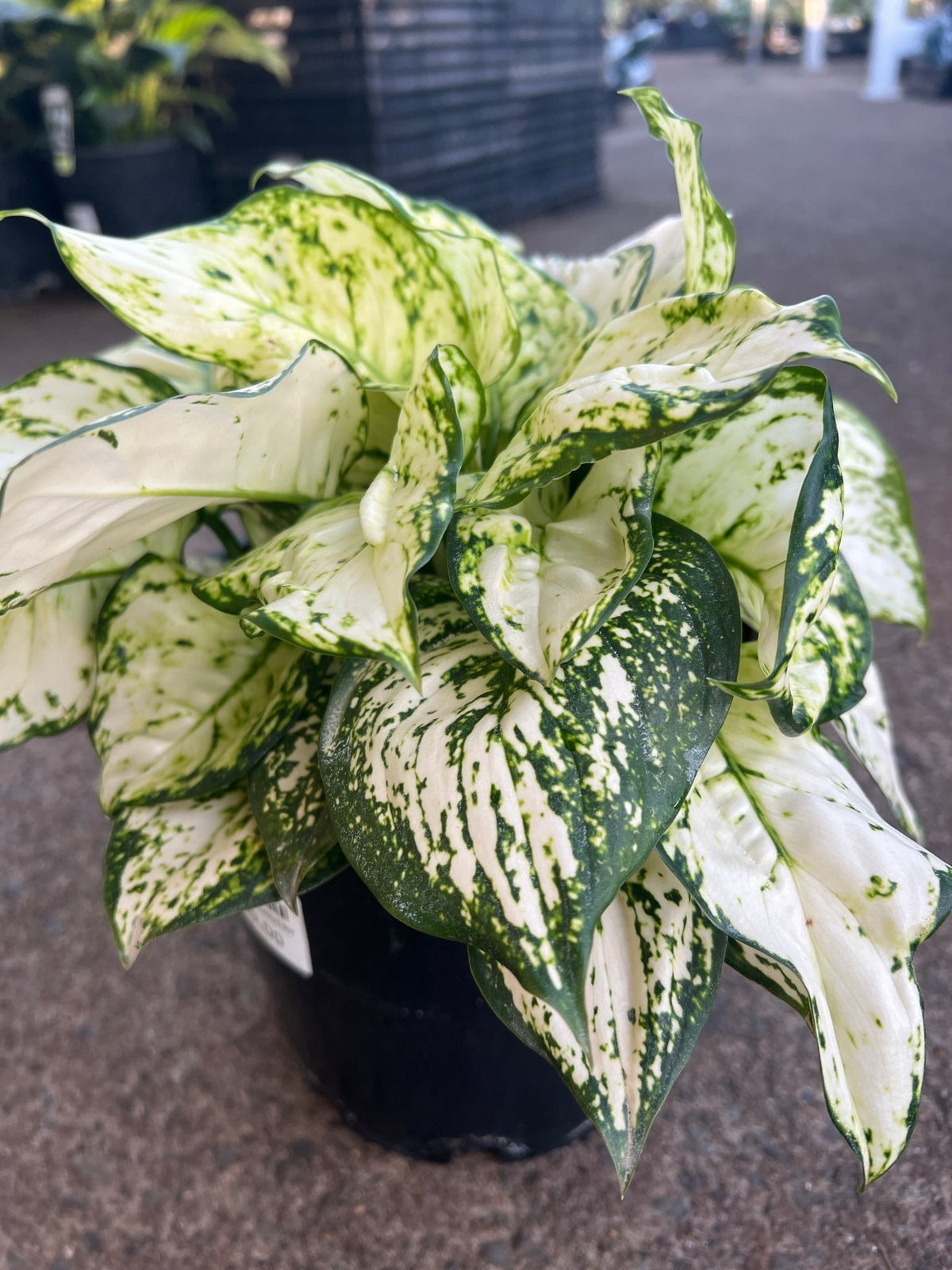 Aglaonema 'White Valentine' - Ladybird Nursery