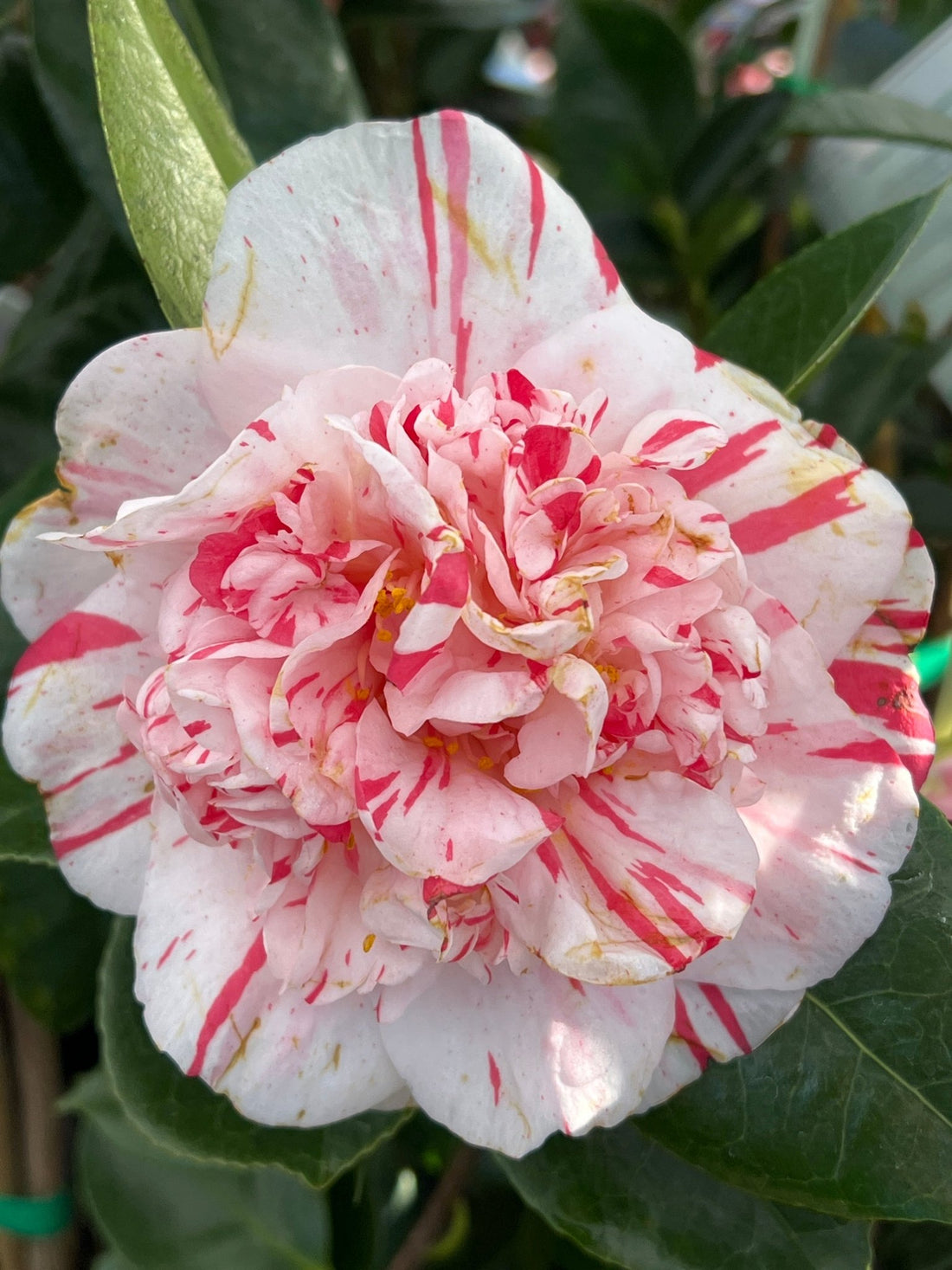 Camellia 'Extravaganza' (Camellia japonica) - Ladybird Nursery