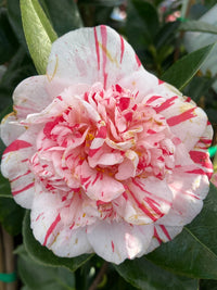 Camellia 'Extravaganza' (Camellia japonica) - Ladybird Nursery