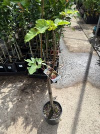 Fig ‘Adam’s Pride’