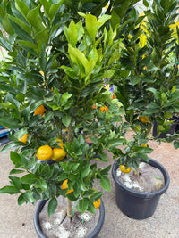 Mandarin 'Emperor' Large Size 500mm Pot (Pickup Only) - Ladybird Nursery