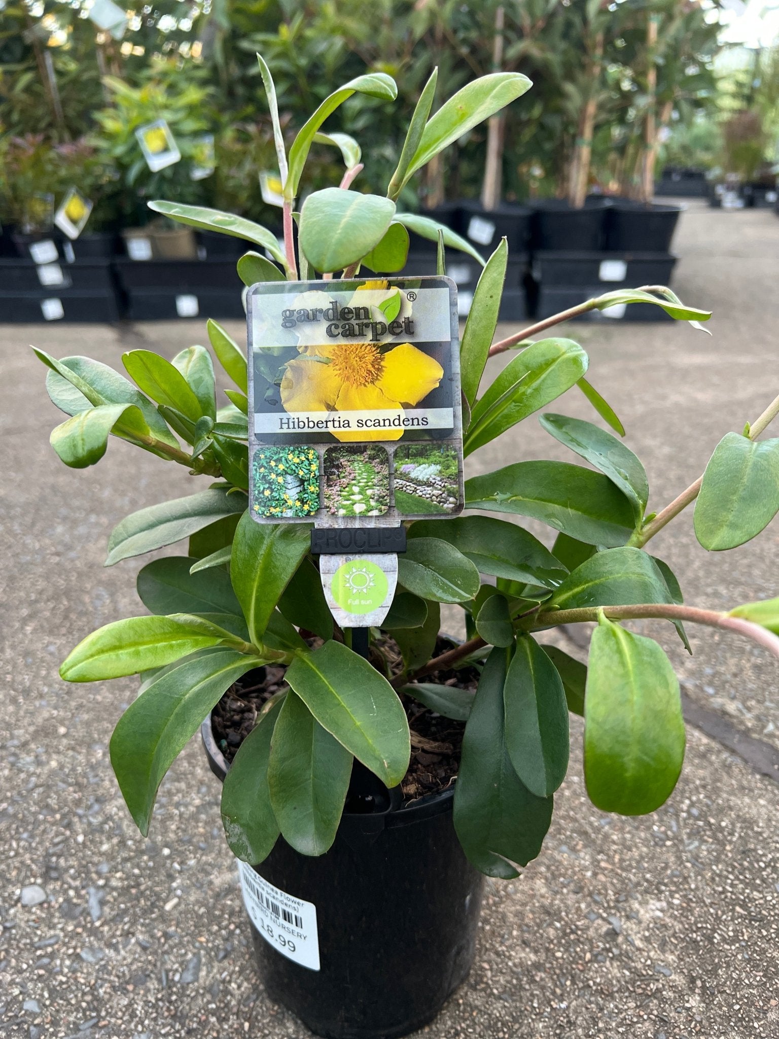 Climbing Guinea Flower (Hibbertia scandens) - Ladybird Nursery