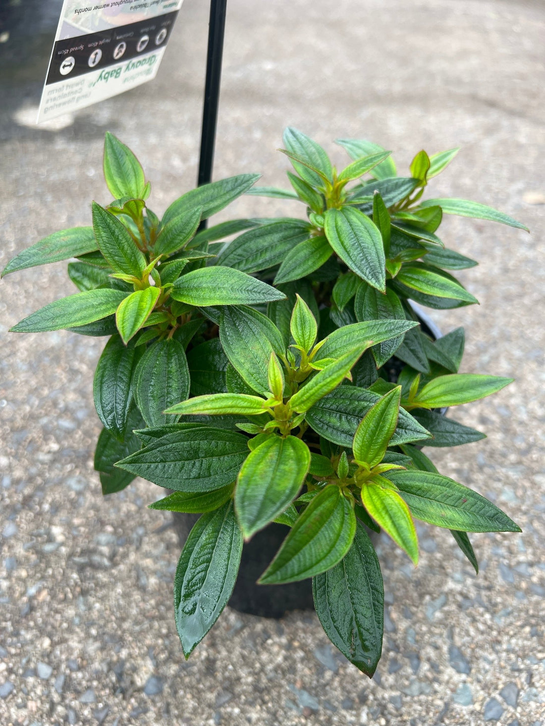 Tobouchina 'Groovy Baby' - Ladybird Nursery