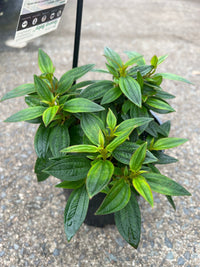 Tobouchina 'Groovy Baby' - Ladybird Nursery