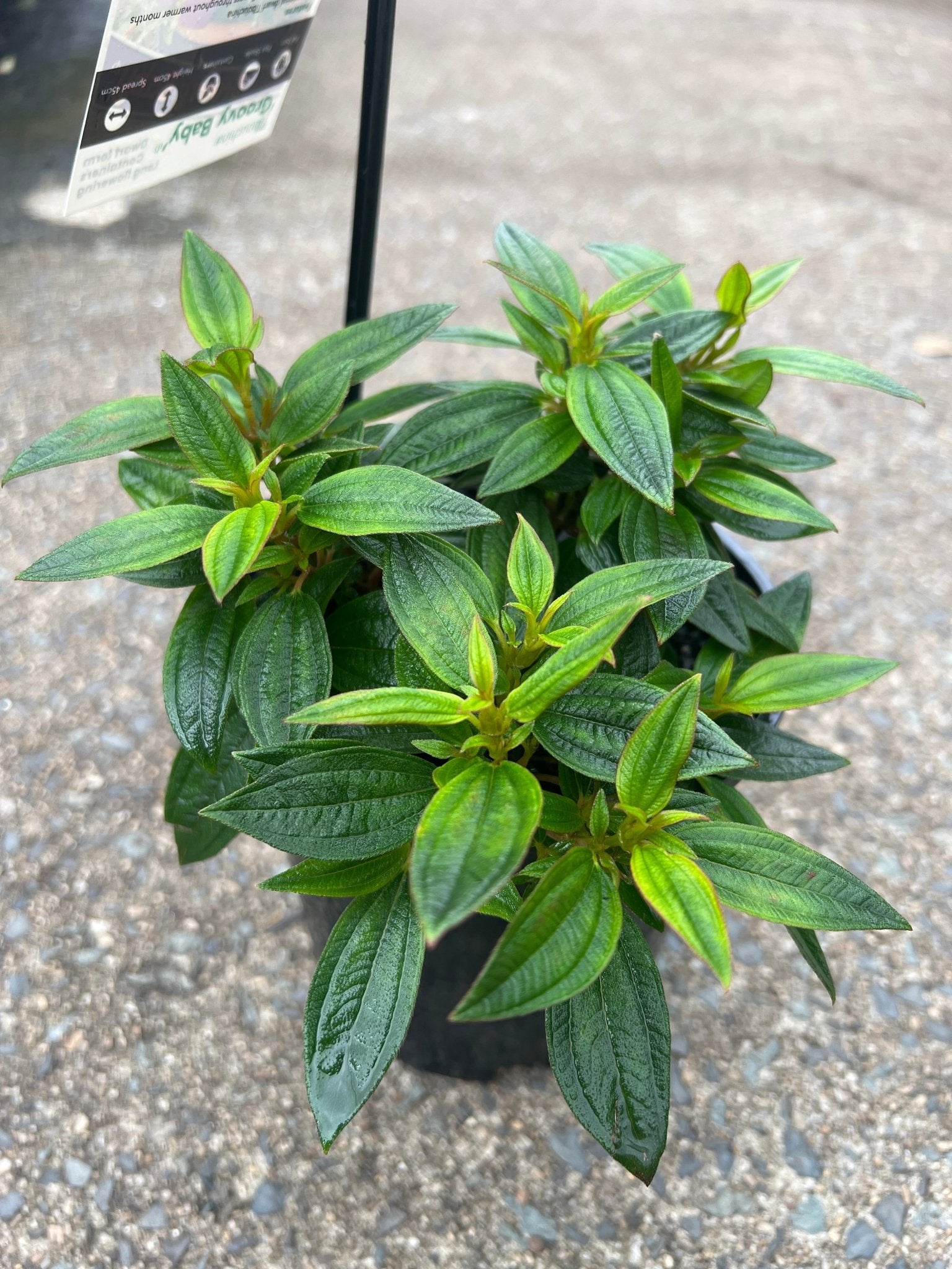 Tobouchina 'Groovy Baby' - Ladybird Nursery