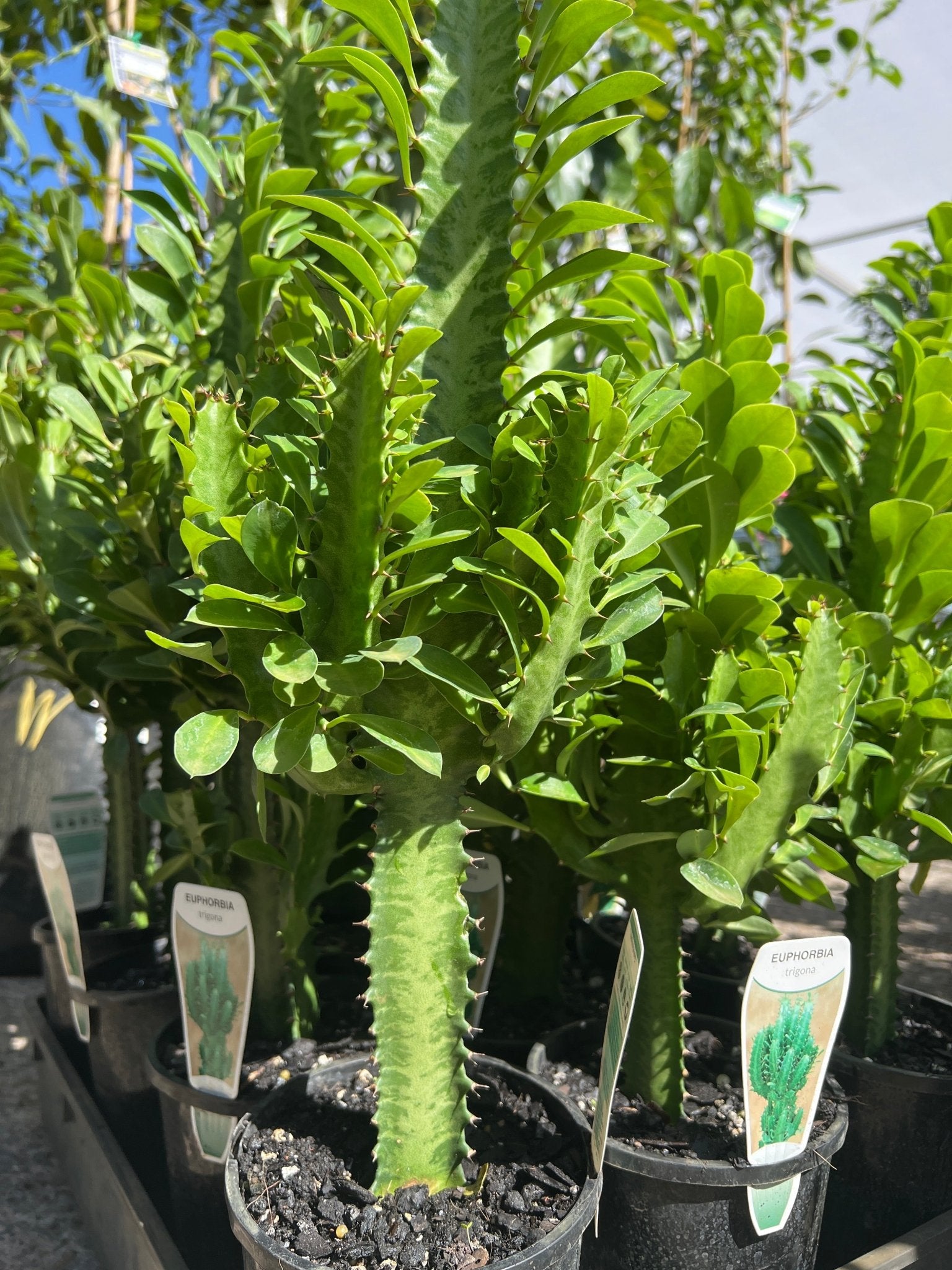 African Milk Tree Green (Euphorbia trigona) - Ladybird Nursery