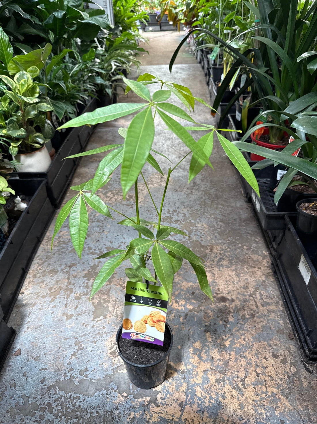 Money Tree (Pachira aquatica) - Ladybird Nursery