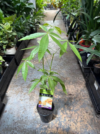 Money Tree (Pachira aquatica) - Ladybird Nursery