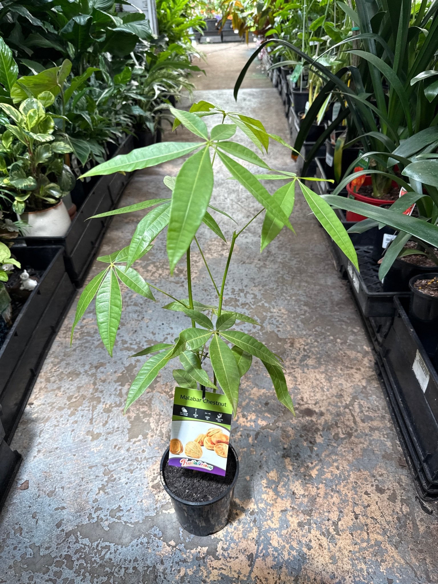 Money Tree (Pachira aquatica) - Ladybird Nursery