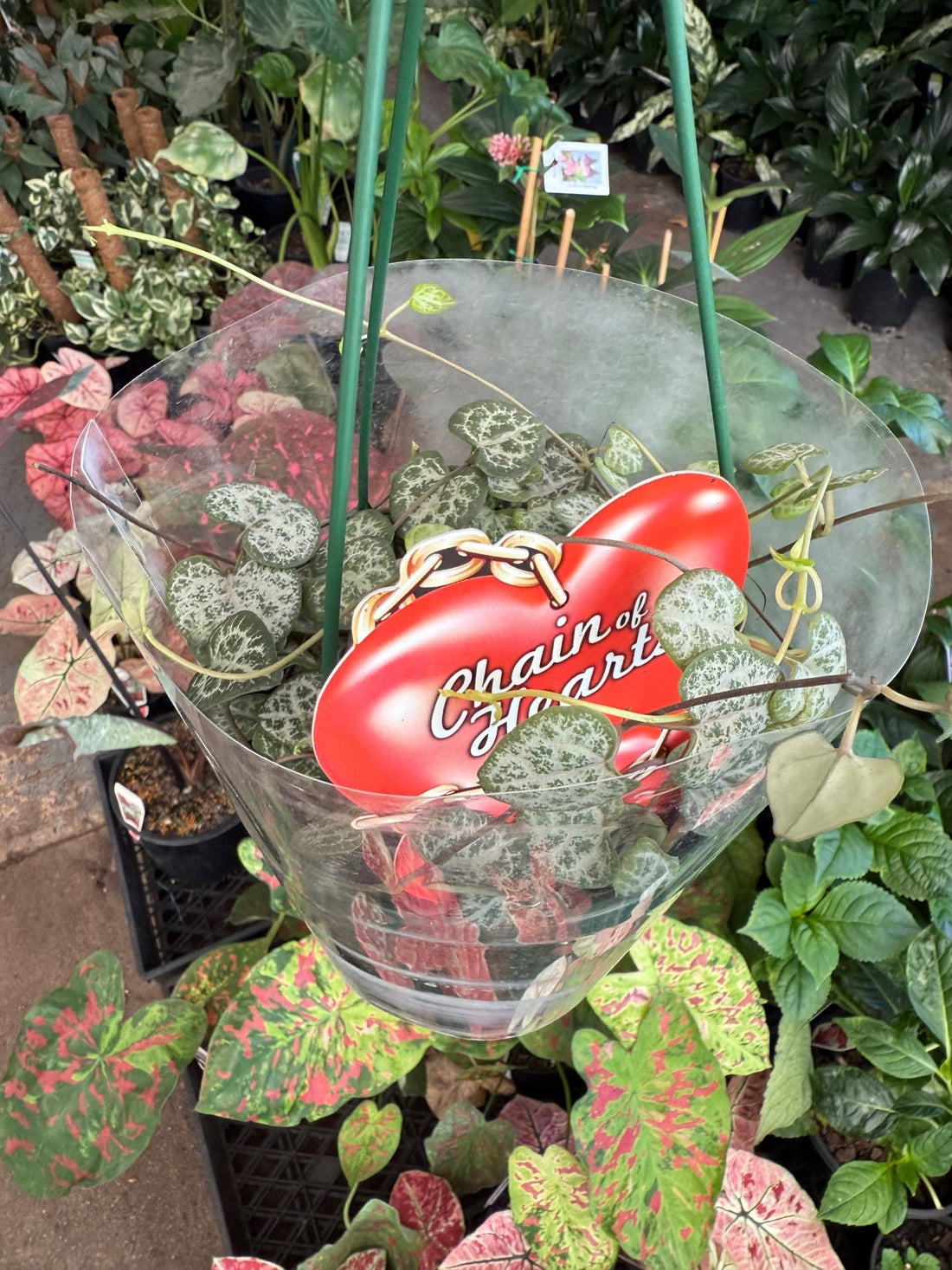 String of Hearts (Ceropegia woodii) - Ladybird Nursery