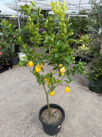 Lemon 'Eureka' - Advanced (PICKUP ONLY) - Ladybird Nursery