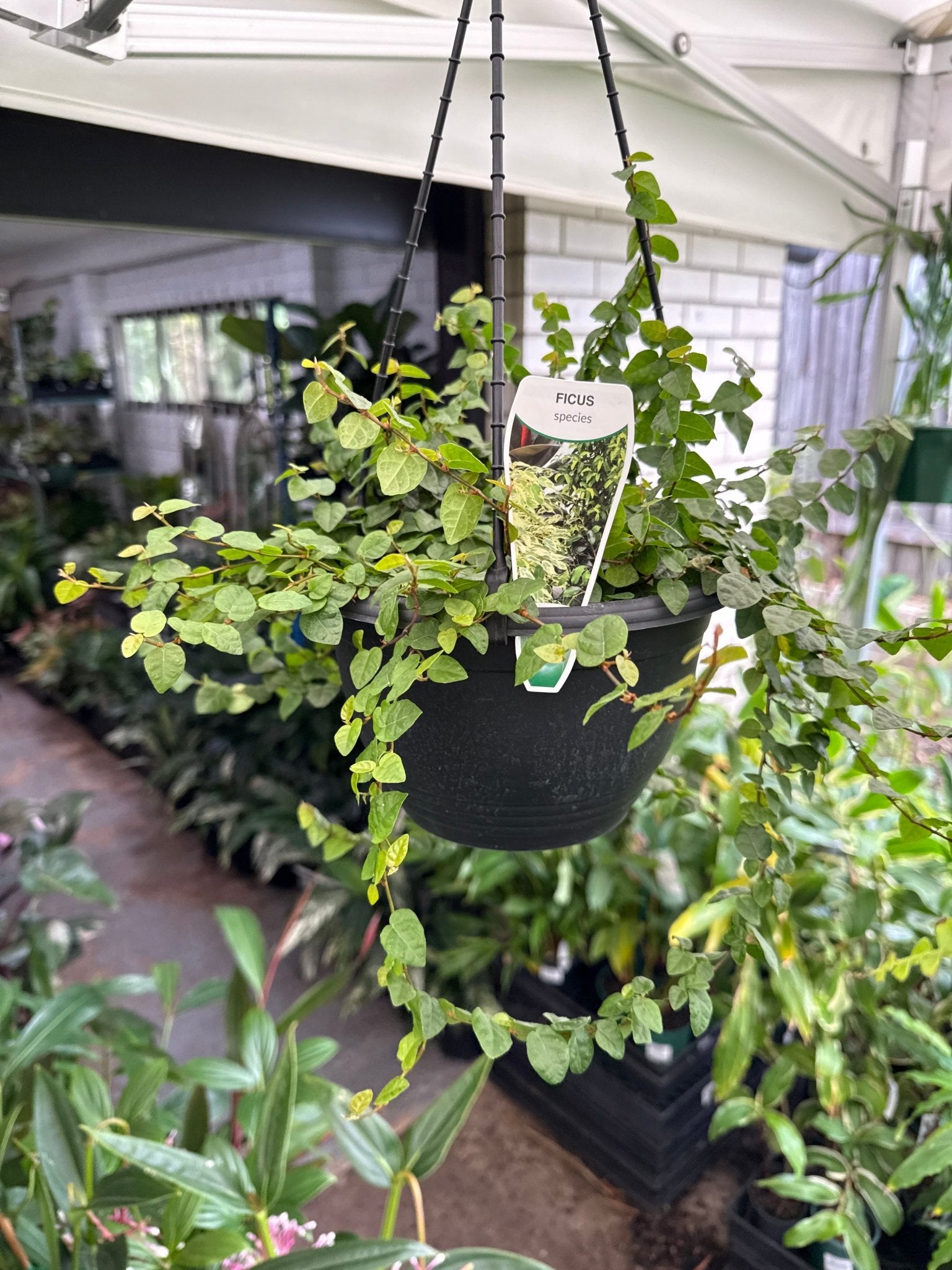 Climbing Fig (Ficus pumila) in Hanging Basket - Ladybird Nursery