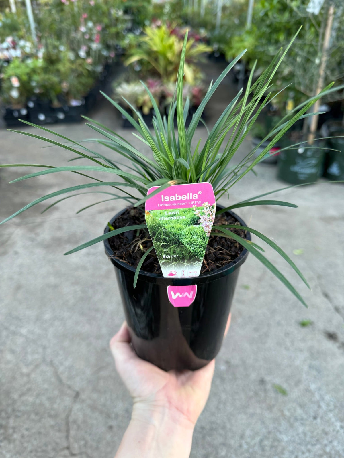 Liriope 'Isabella®' (Liriope muscari) - Ladybird Nursery