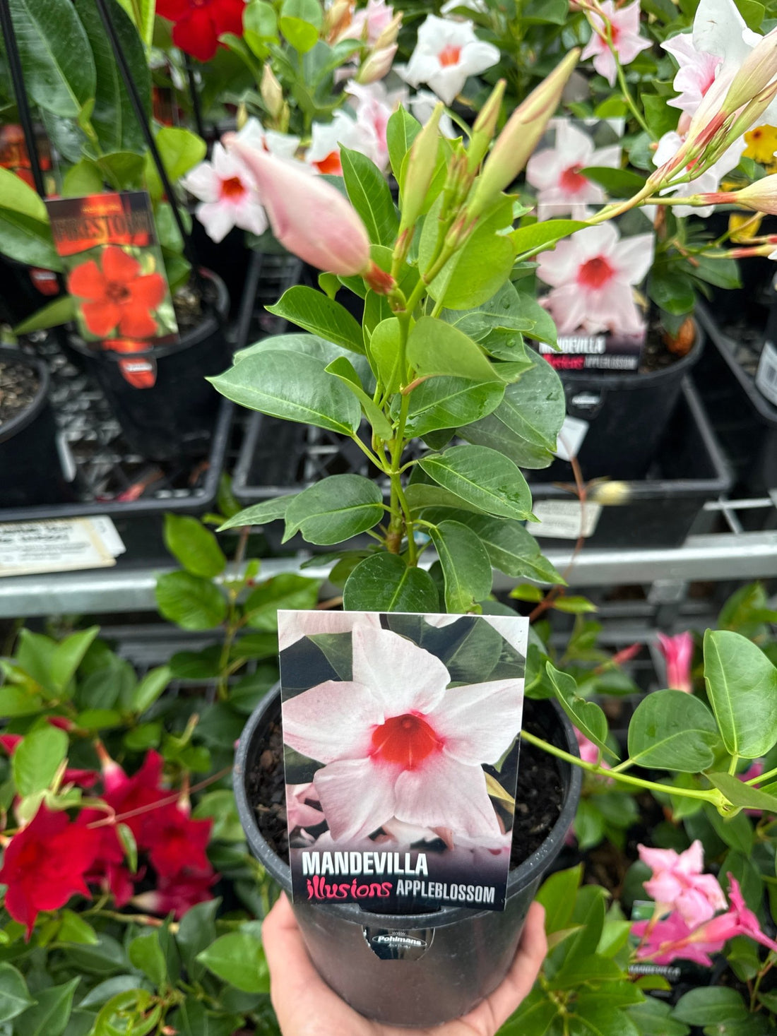 Mandevilla Illusions Pink - Ladybird Nursery