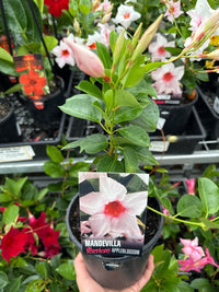 Mandevilla Illusions Pink - Ladybird Nursery