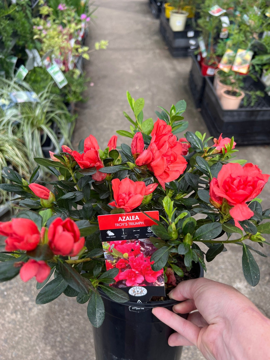 Azalea ‘Troys Triumph’ - Ladybird Nursery
