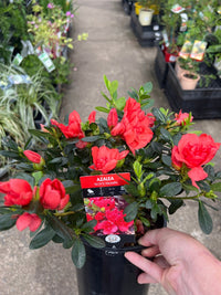 Azalea ‘Troys Triumph’ - Ladybird Nursery