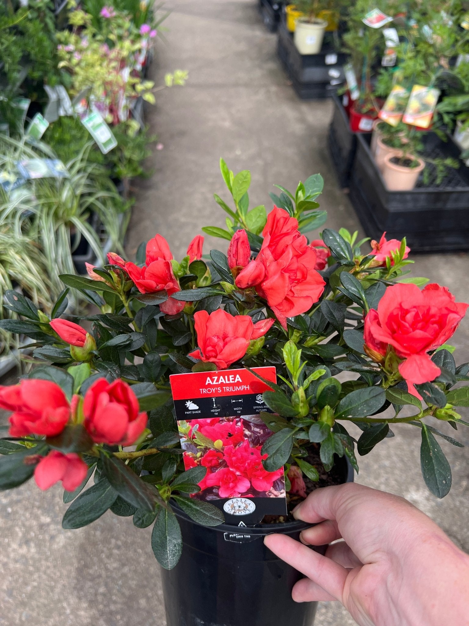 Azalea ‘Troys Triumph’ - Ladybird Nursery