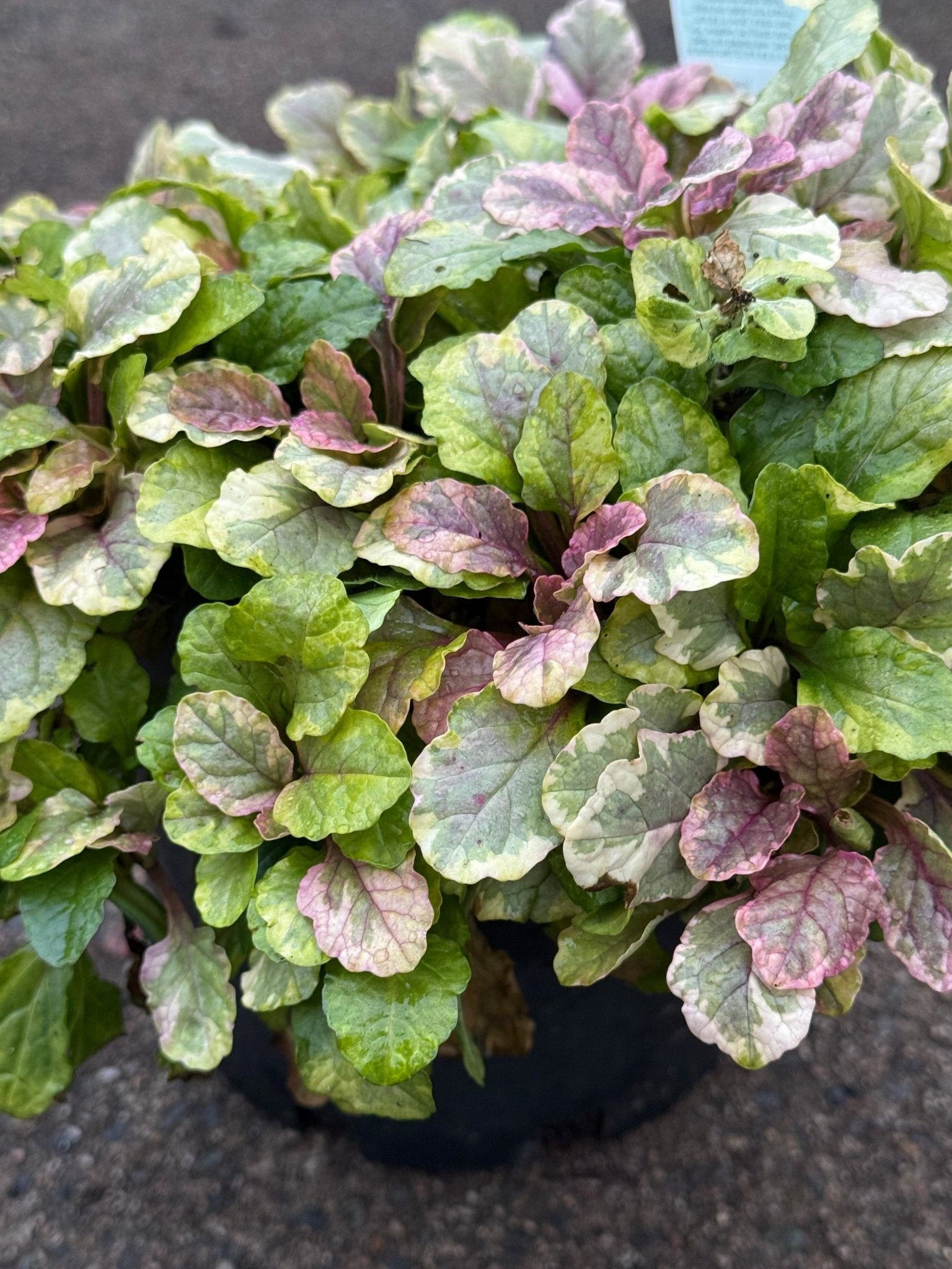 Ajuga 'Burgundy Lace' - Ladybird Nursery