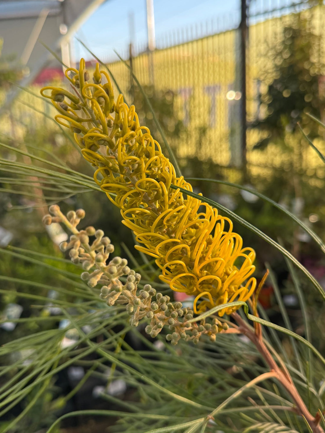 Grevillea 'Yamba Sunshine' - Large - Ladybird Nursery