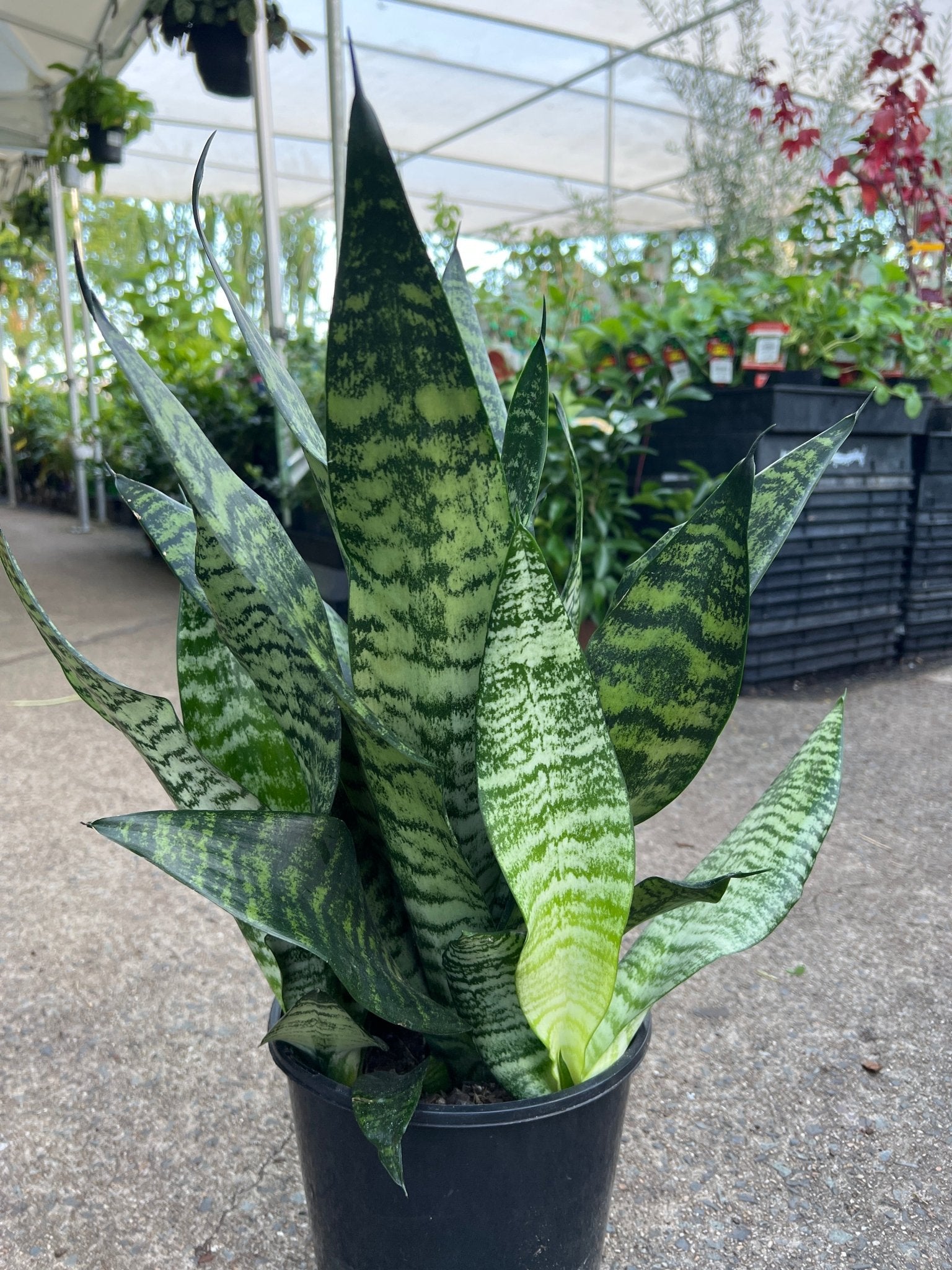 Sansevieria 'Robusta' - Ladybird Nursery