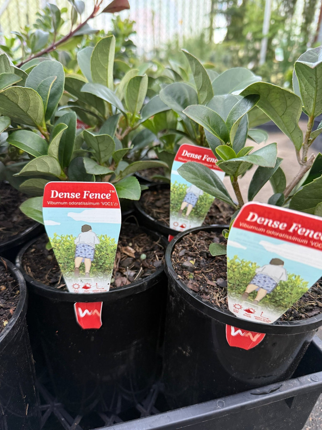 Sweet Viburnum 'Dense Fence' (Viburnum odoratissimum) - Ladybird Nursery