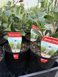 Sweet Viburnum 'Dense Fence' (Viburnum odoratissimum) - Ladybird Nursery