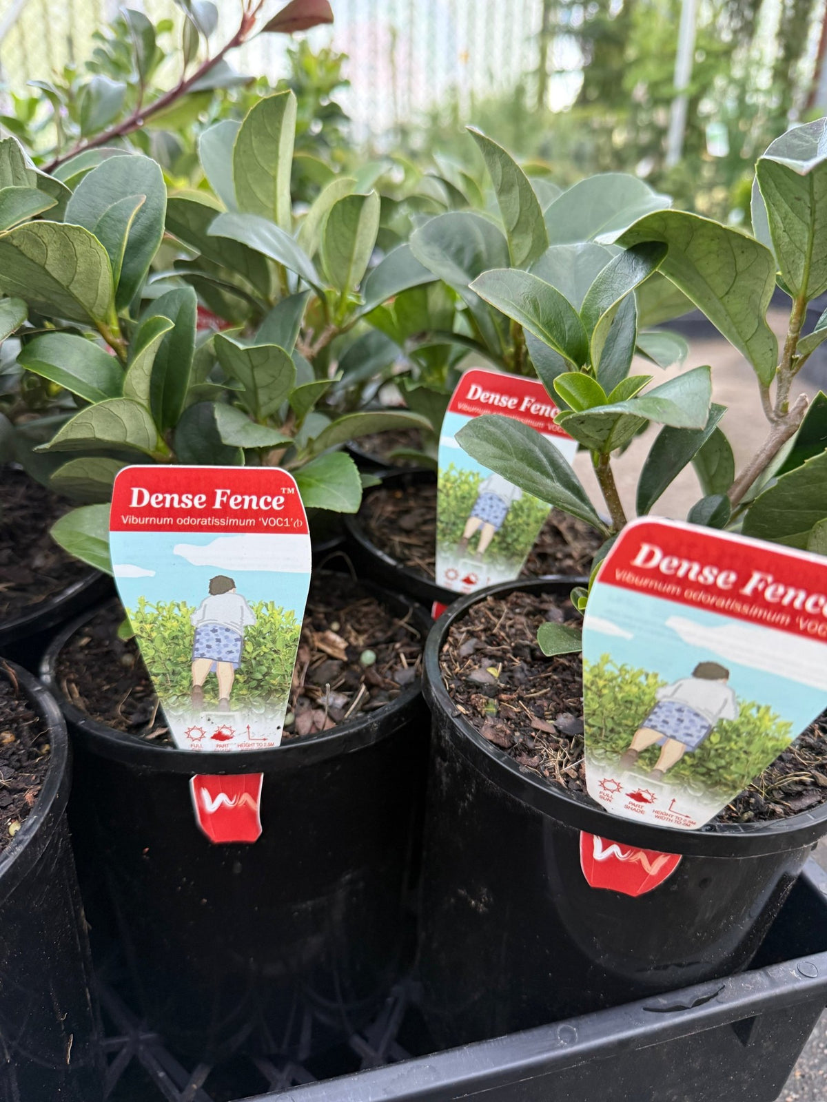 Sweet Viburnum 'Dense Fence' (Viburnum odoratissimum) - Ladybird Nursery