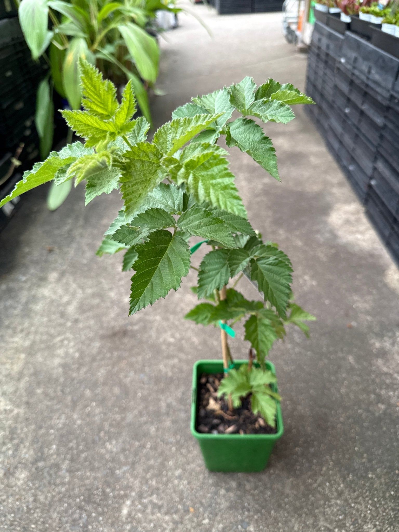 Silvanberry - Ladybird Nursery