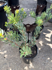 Protea sulphurea - Ladybird Nursery