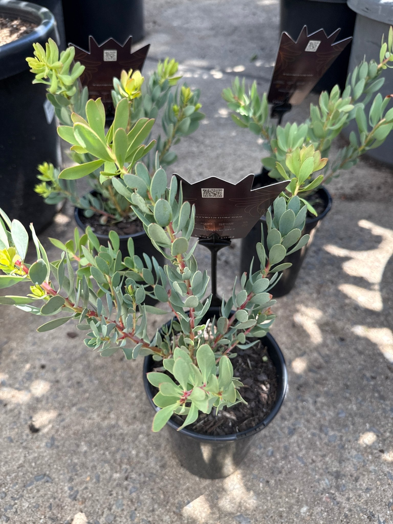 Protea sulphurea - Ladybird Nursery