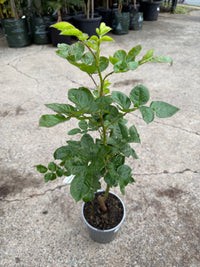 Rose 'Madame Anisette'