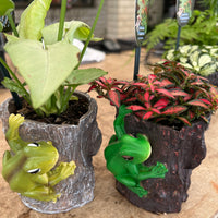 Frog Log Planter with Assorted Indoor Plant - Ladybird Nursery