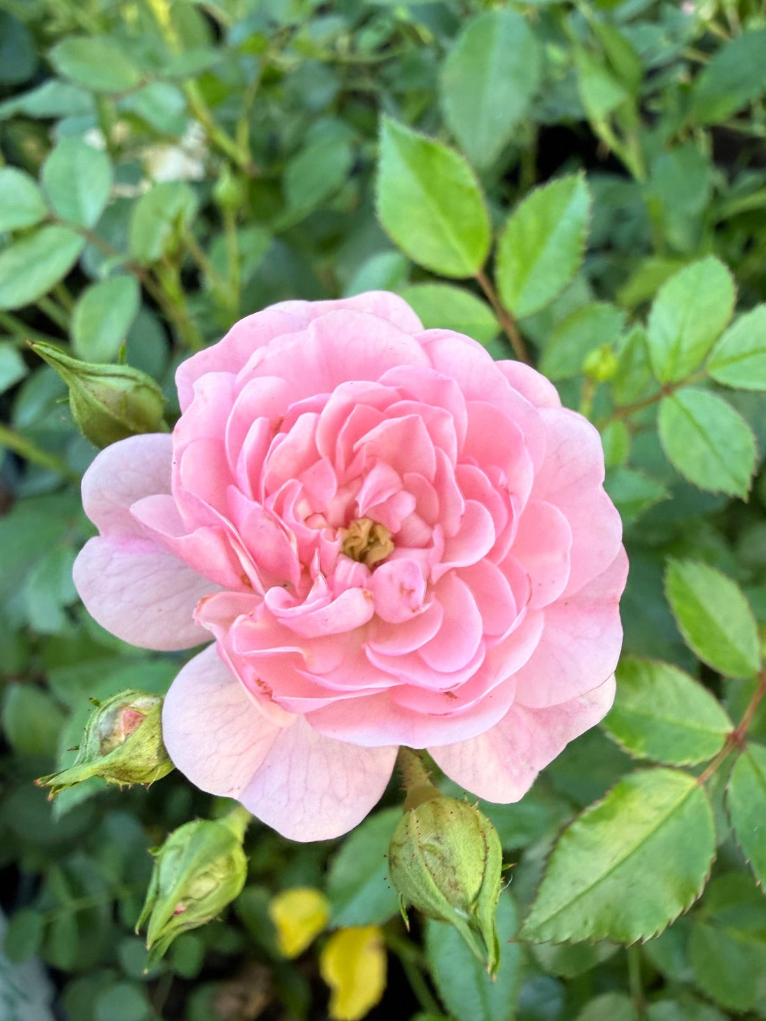 Rose 'The Fairy Minature' - Ladybird Nursery