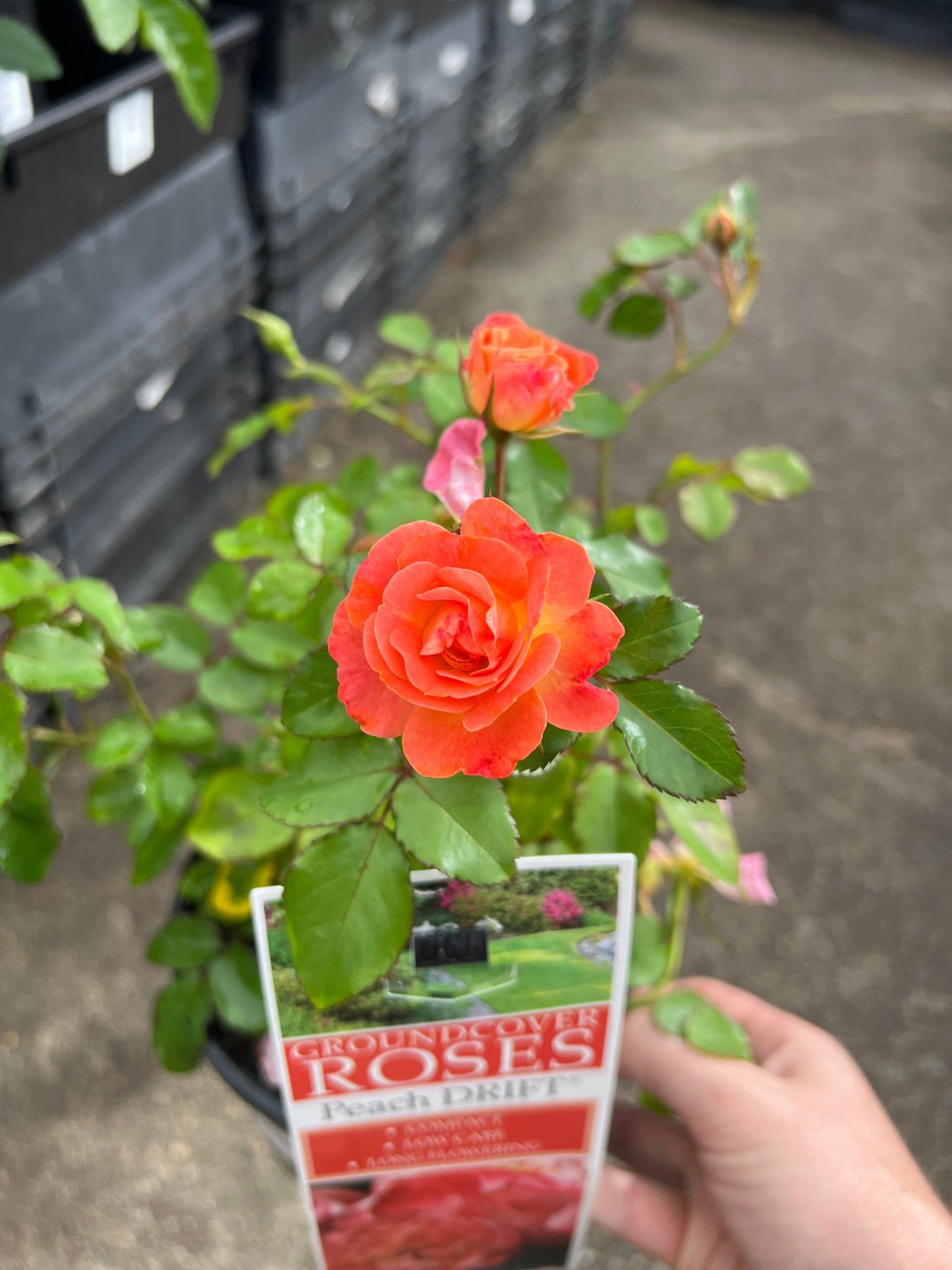 Rose 'DRIFT® Peach' - Ladybird Nursery
