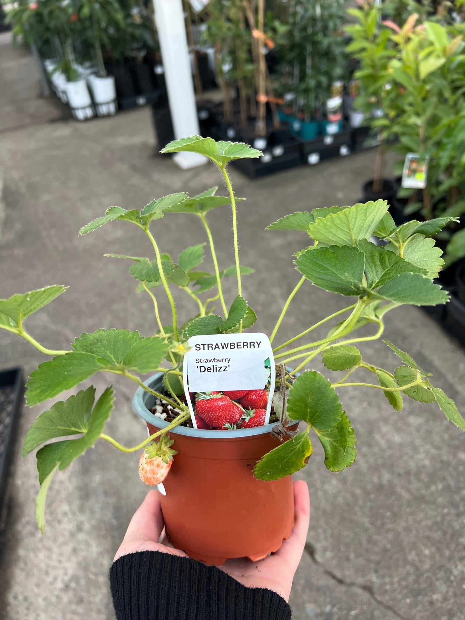 Strawberry 'Delliz' - Ladybird Nursery