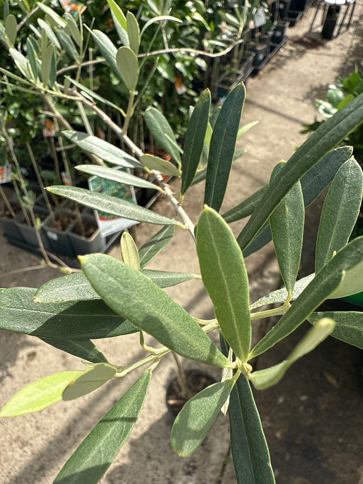 Olive Heritage Frantoio 200mm PICK UP ONLY