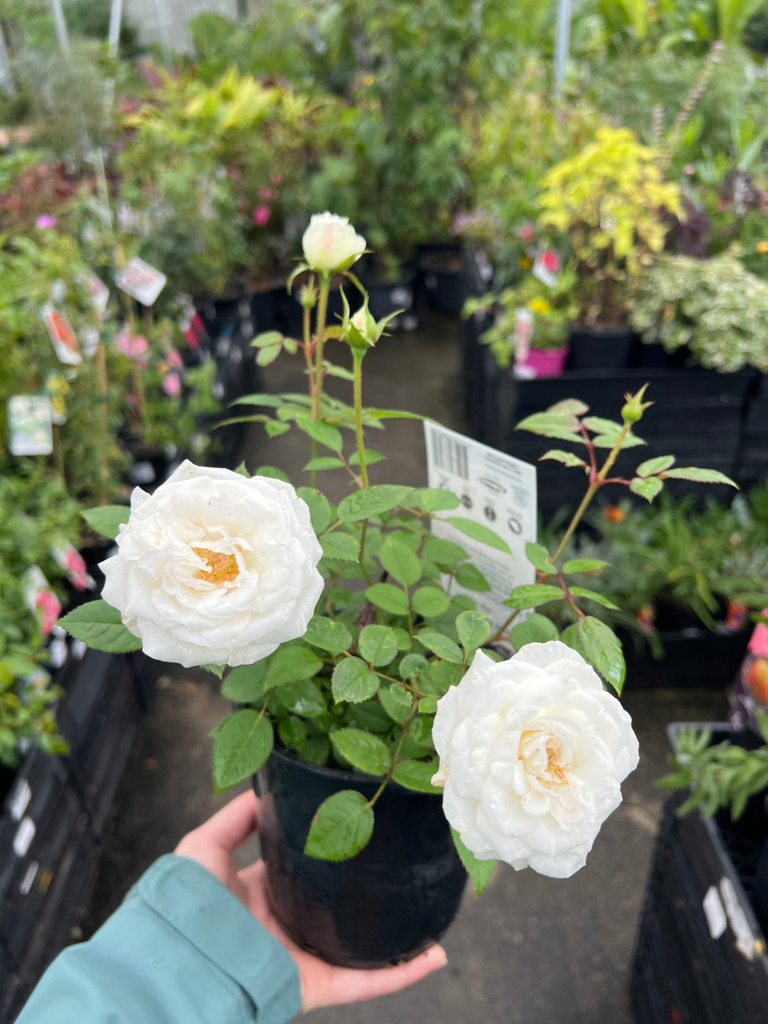 Rose Terrazza® Clear (Rosa) - Ladybird Nursery