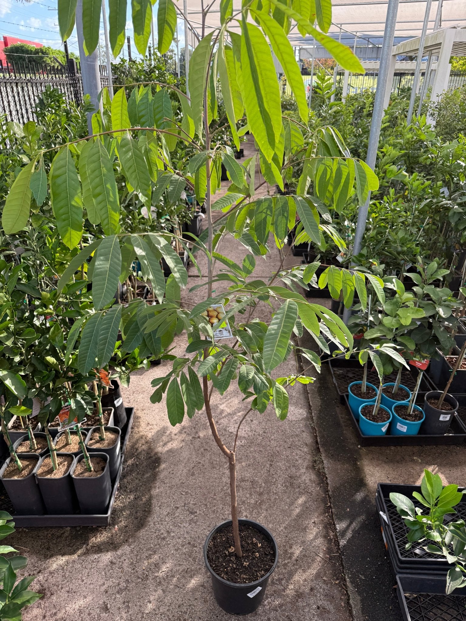 Longan 'Chompoo' - Advanced (PICKUP ONLY) - Ladybird Nursery