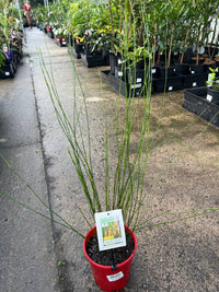 Baloskion pallens 'Didgery Sticks' - Ladybird Nursery