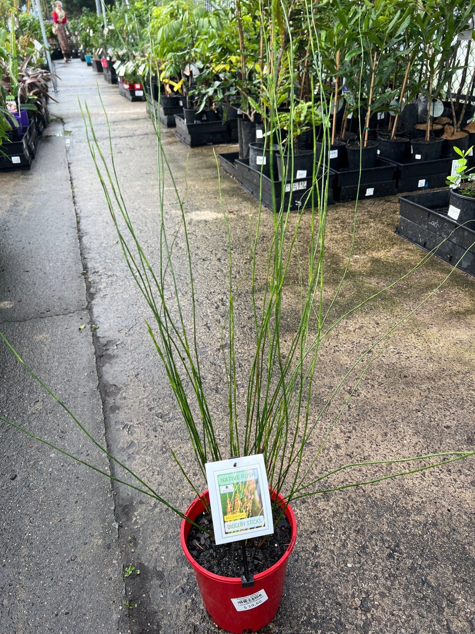 Baloskion pallens 'Didgery Sticks' - Ladybird Nursery