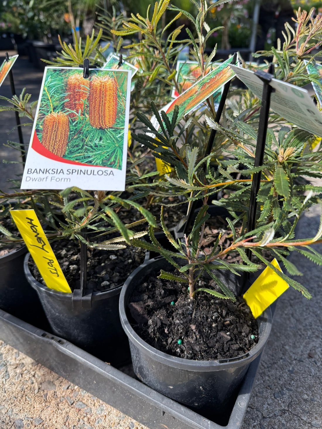 Dwarf Banksia 'Honey Pots' - Ladybird Nursery