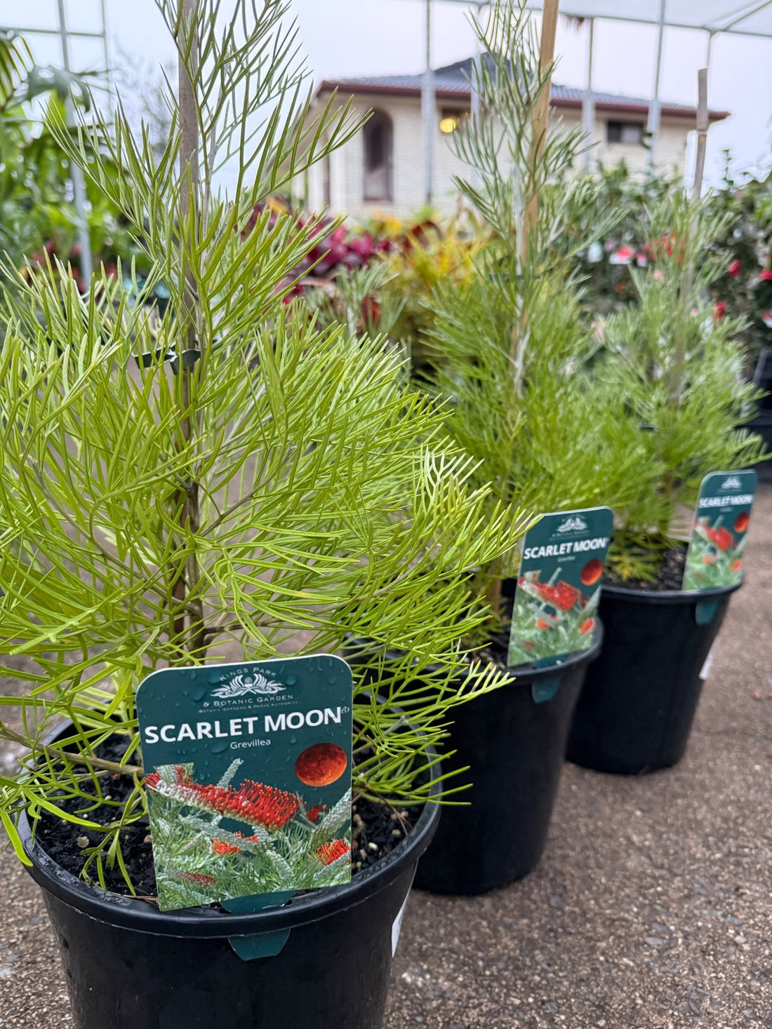 Grevillea 'Scarlet Moon' - Large - Ladybird Nursery