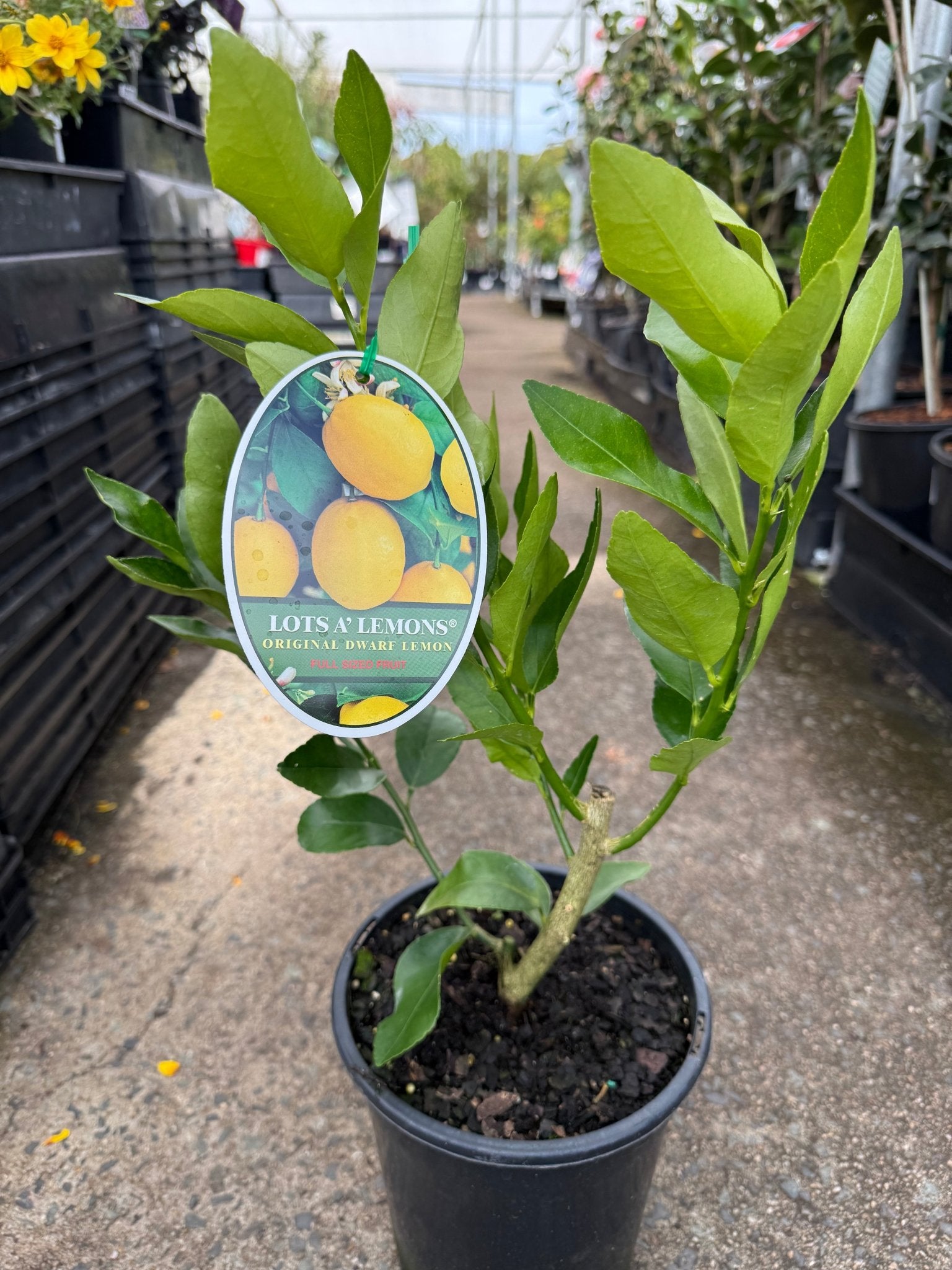Lotsa Lemons - Large (QLD Only) - Ladybird Nursery