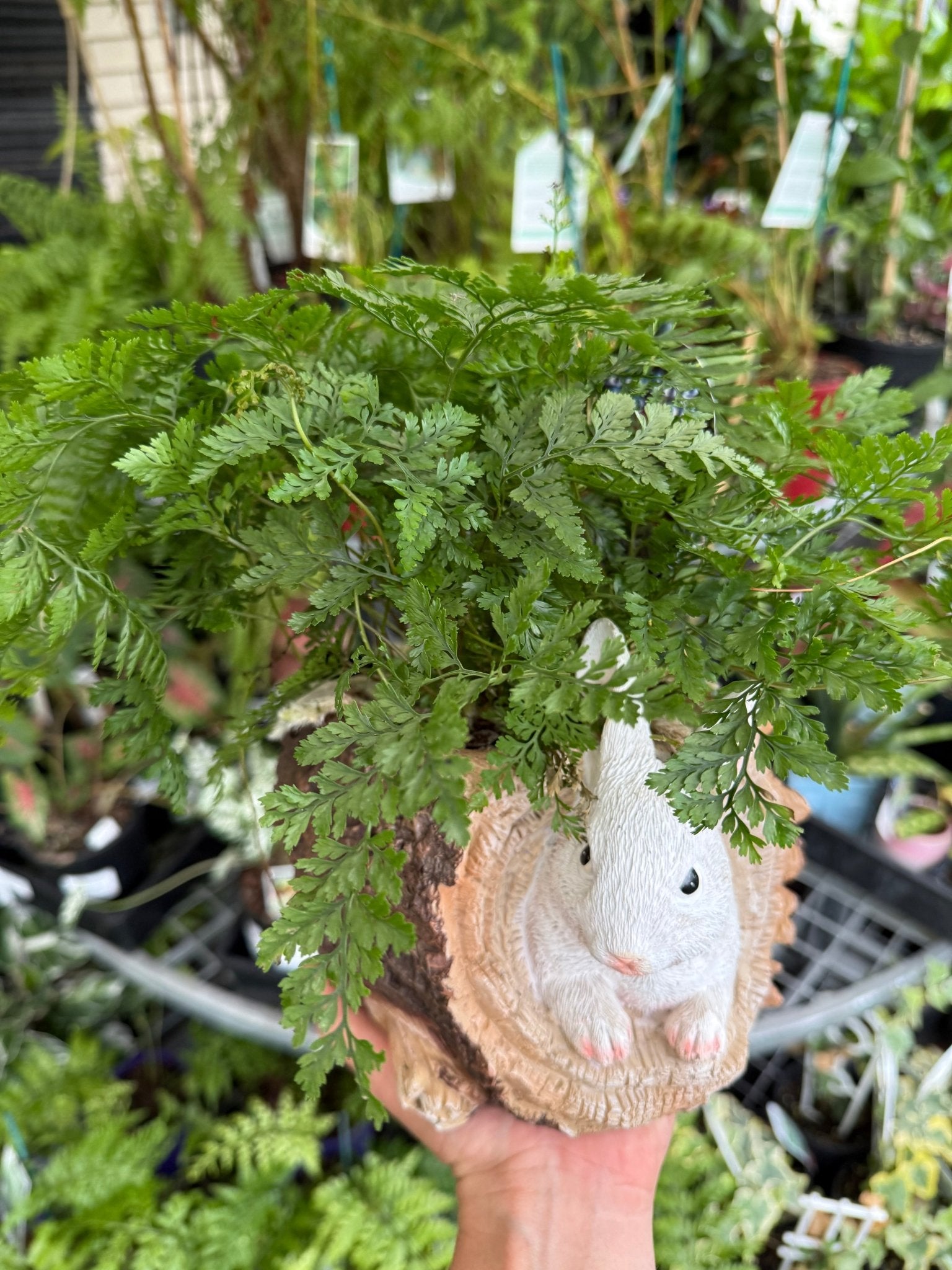 Fern in Ceramic Bunny and Log Planter - Ladybird Nursery